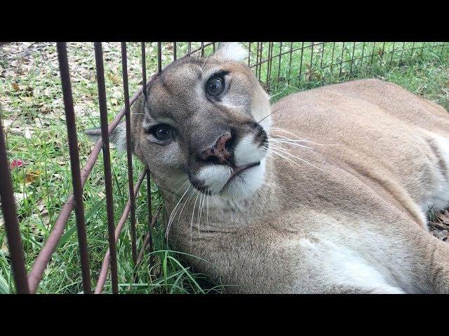 Biggest Cat That Purrs And Meows