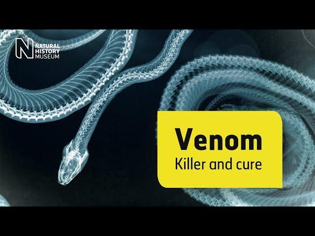 In pursuit of a universal antivenom for snake bites | Natural History Museum