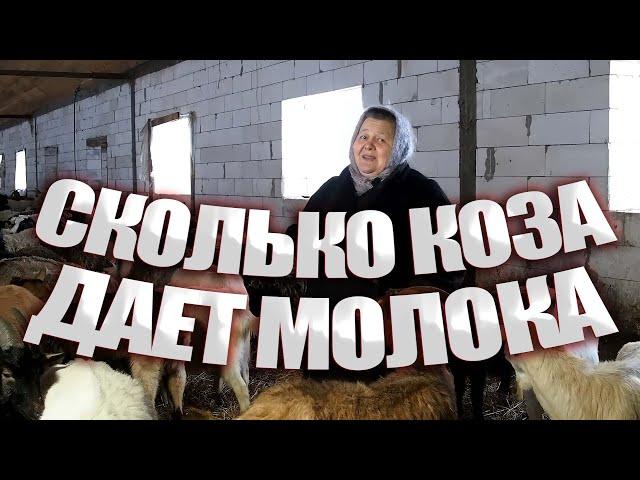 Сколько молока дает коза в сутки? Породы коз. Разведение коз.