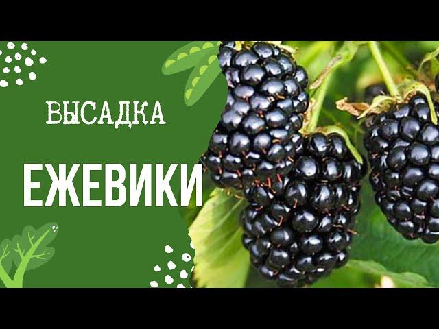 Как посадить осенью ежевику, чтобы весной ветви ломились от урожая?