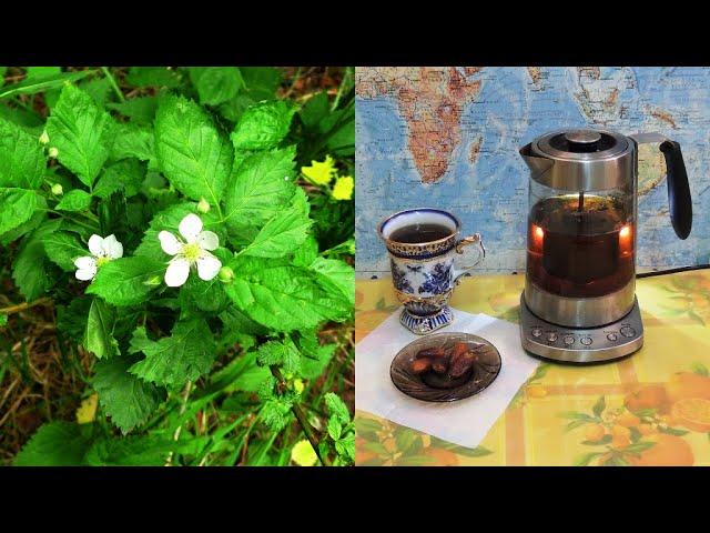 Tea  from leaves  blackberry. Fermentation in a glass jar. (Russian tea).