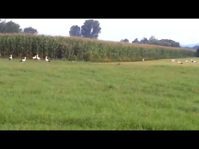 Storch-Invasion