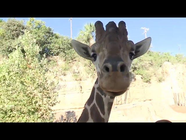 San Antonio Zoo opens largest habitat in 110 years