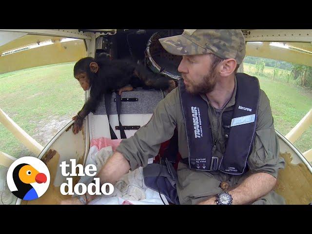 Baby Chimp Falls Asleep In Pilot's Lap While They Fly To Safety | The Dodo Heroes