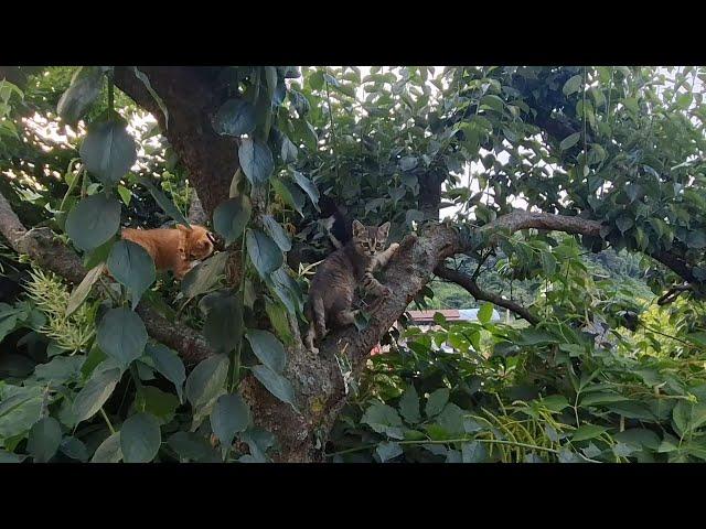 250620 나무에 올라가는 아기 고양이 #고양이 #littlecats