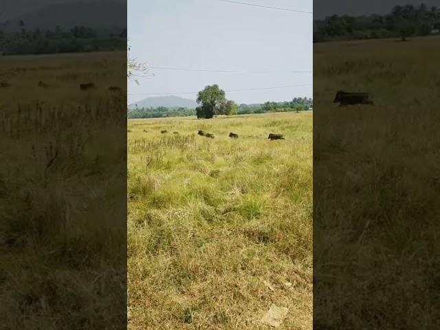 How fast they can RunnWild Boar #reels#shorts#wildboar#shortsvideo#animals#kunalkirtiwithnature