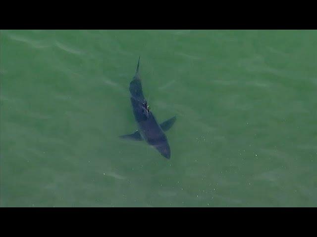 Monterey Bay seeing 'unusual' surge in juvenile white sharks