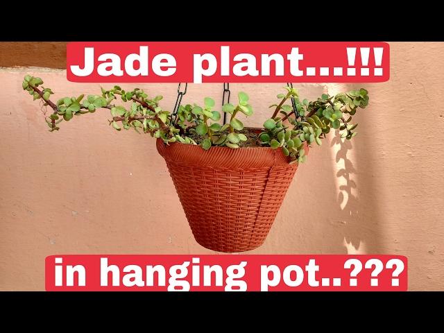 How to grow Jade plant in Hanging Pot, grow plant in hanging baskets