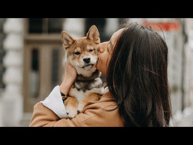 SHIBA INU 101: PUPPY BASICS you NEED to KNOW 