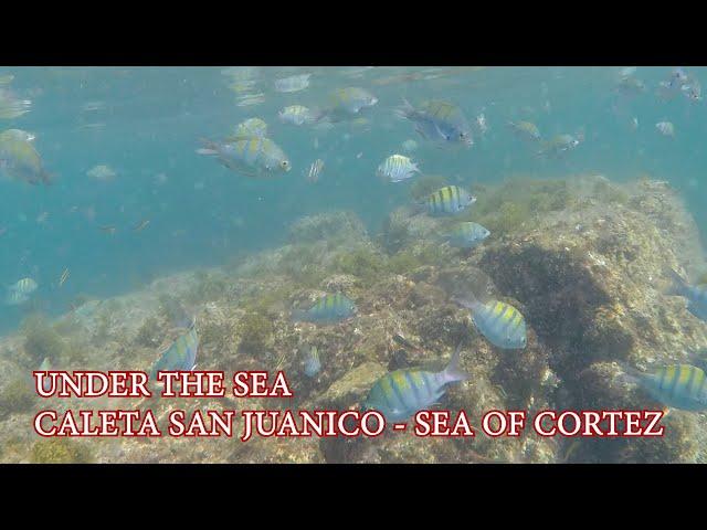 Exploring underwater in Caleta San Juanico - Sea of Cortez - EP 191