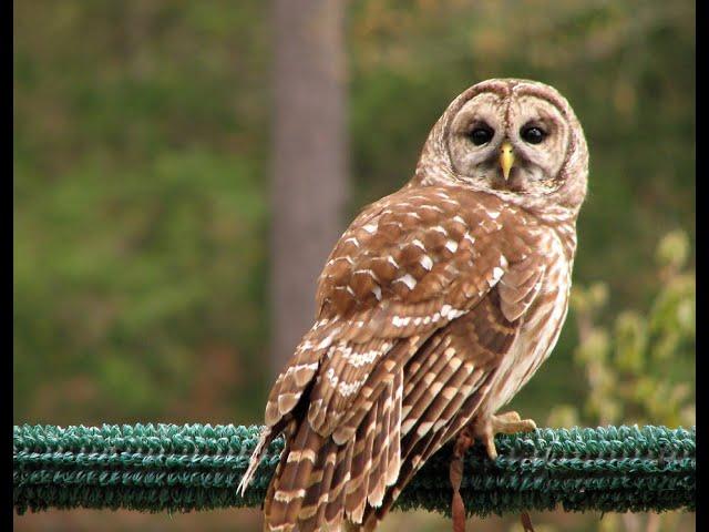 Mating Sounds Or Monkey Calls Of Barred Owls? (at night so only sounds)