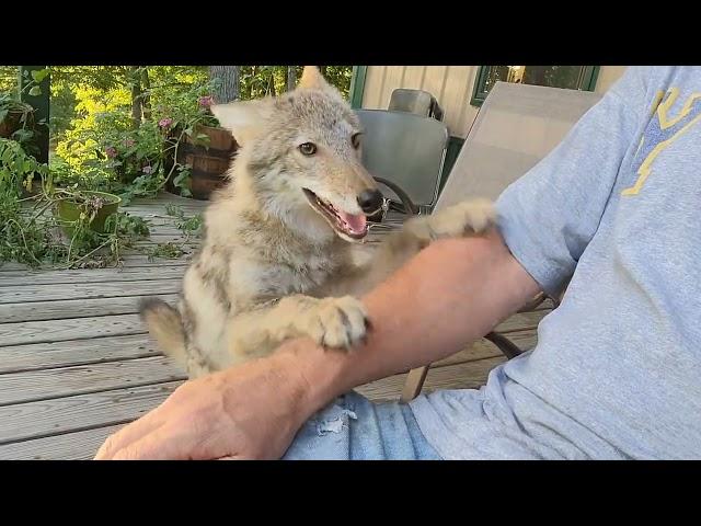 Coyotes first 6mo.  #weavethecoyote #duckholliday #coyote #weave #nature #naturelovers #puppy