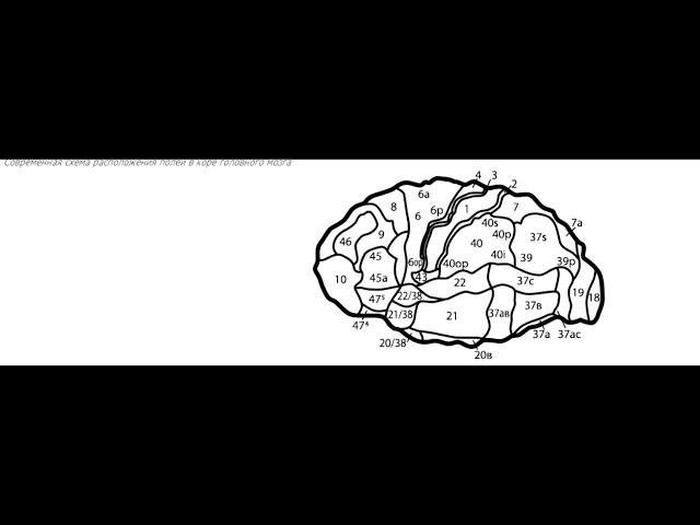 Занимательная психология: Глава 2 "Психика и Мозг", часть Первая 1