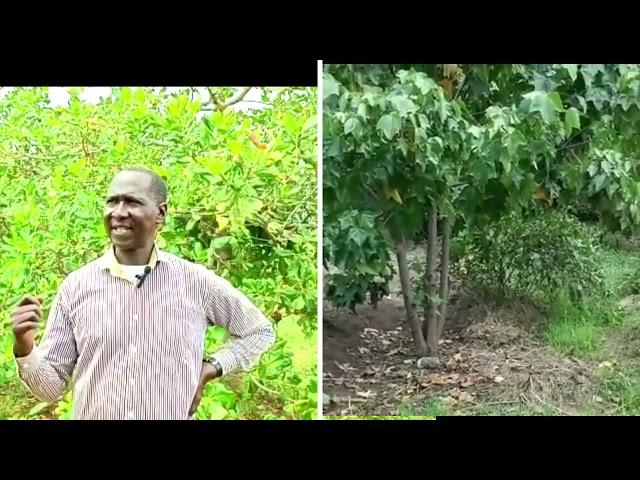 FARM TOUR: How to grow cashewnuts and  earn big as you intercrop to maximize  production - 2023