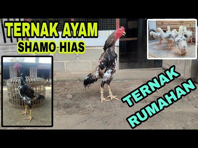 Peternak Ayam Shamo Eropa !!! Penghasilan Puluhan Juta Per Bulan