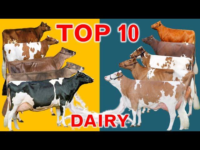 Top 10 Dairy Cattle Breeds in the World | In terms of Sales Revenue in US Dollar per Cow