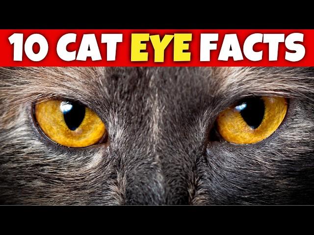 10 Surprising Secrets About Cat Eyes (Vision) 