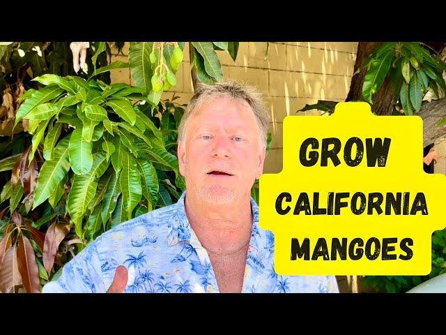 Growing Mangoes Successfully in California | Mango trees Loaded with Fruit!