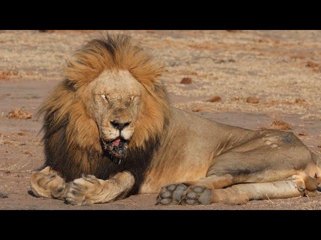 Two Big Male Lions and a Bunch of Tiny Cubs!