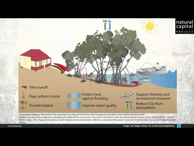 Natural Capital & Ecosystem Services