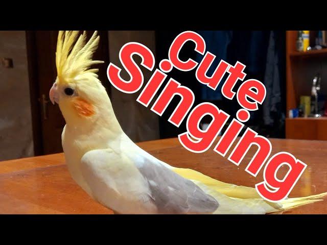 #Корелла #КореллаПоет #HappySingingCockatiels. Pied Cockatiel singing Sounds. Cockatiel Lovers VLOG