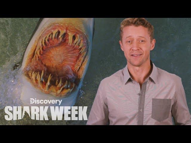 When Sharks Attack | Shark Week's The Daily Bite