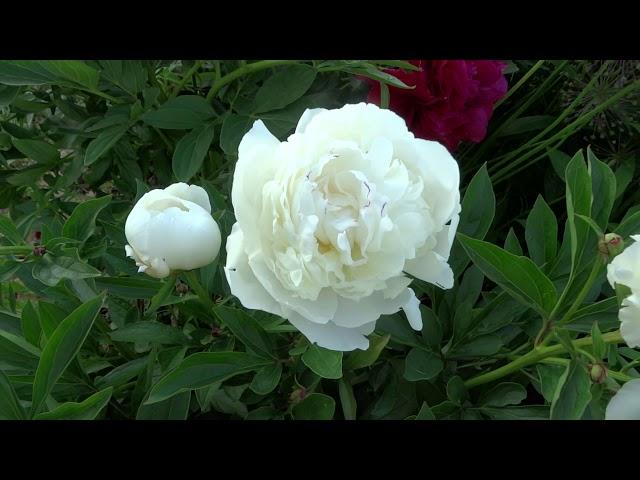 Peony ELZAS LOREIN Review, Description, Flowering, Review