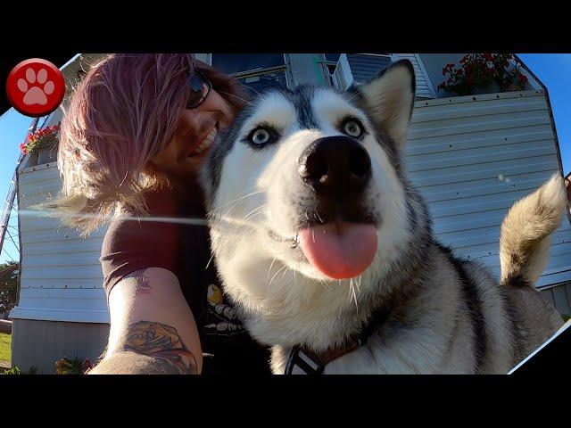 NORA THE HUSKY WAS SO EXCITED TODAY!