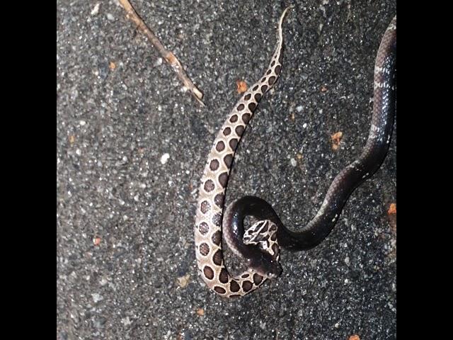 Banded krait predates a Russell viper