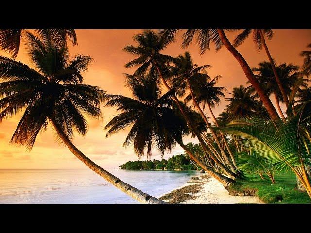 Beautiful Tropical Music & Caribbean Music & Hawaiian Music - Island Paradise 