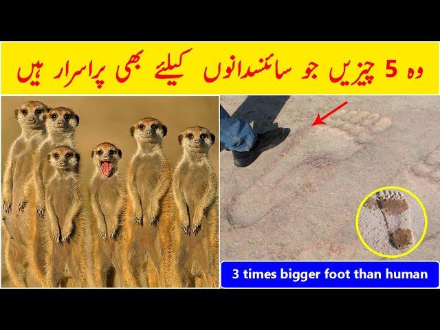 5 Mysterious Things in World in Urdu/Hindi | Dilchasp Maloomat