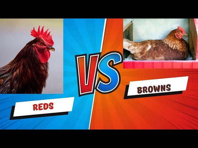 Rhode Island Reds VS Isa Browns