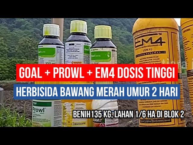 HERBISIDA BAWANG MERAH UMUR 2 HARI, PAKAI GOAL DAN PROWL DOSIS TINGGI, TAMBAH EM4