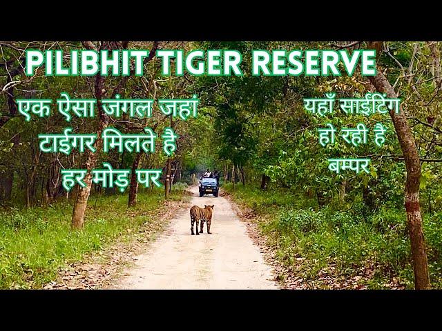 Pilibhit Tiger Reserve “ऐसे दिख रहें हैं यहाँ टाईगर”