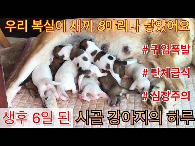 (귀염폭발!! 심장주의!!) 생후6일 된 완전 새끼 강아지(신생견)들의 하루 일과!! 진짜 귀여워 죽음^^