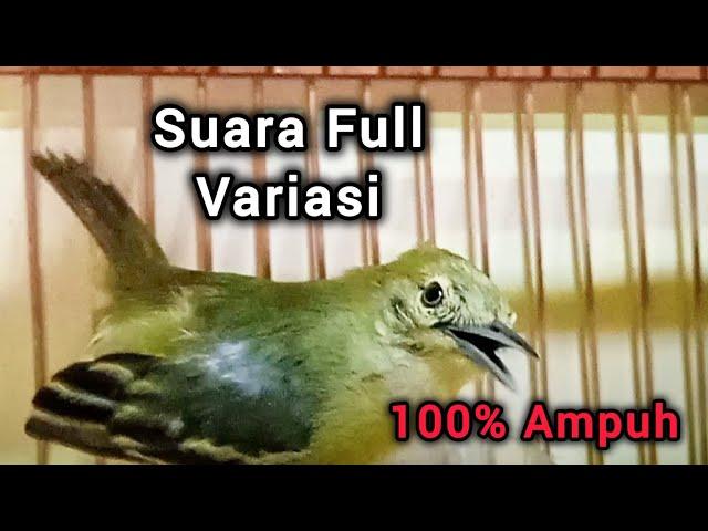 Pancingan Sirtu Cipow Gacor FULL VARIASI ampuh merangsang sirpu lain ikut gacor