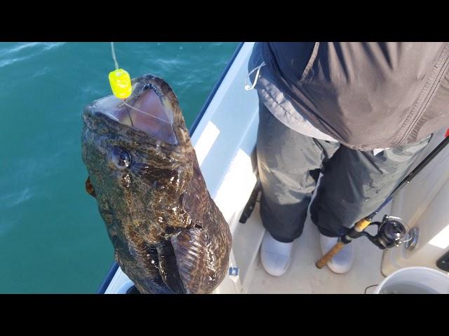 State Record Oyster Toadfish?