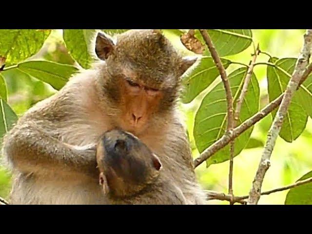 Cry So Loud Poor Baby Monkey Alba | Mom Monkey STOP Feeding Milk Alba | Newborn Babies Monkey