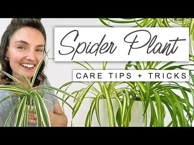 Best TIPS For Spider Plant  Complete Care For Spider Plant