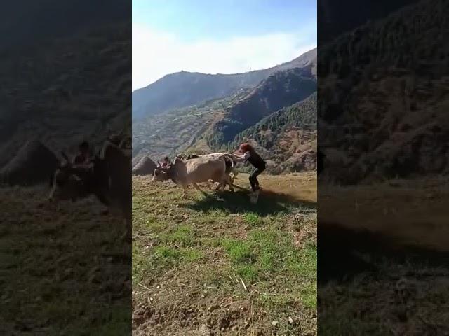 Ox race peeri