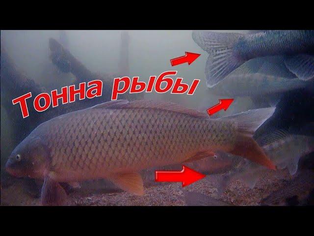 ВОТ ЭТО РЫБАЛКА! ТОННА СУДАКА И САЗАНА! Подводные съёмки