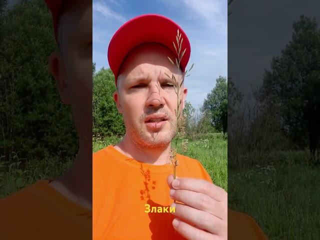 Самое массовое семейство растений это ...