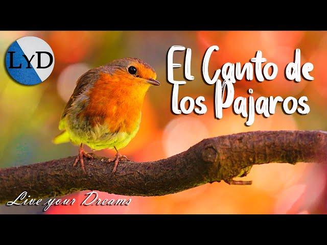 4 HORAS de Sonidos Relajantes de Pájaros Cantando  El Canto de las Aves, la Naturaleza y el Bosque