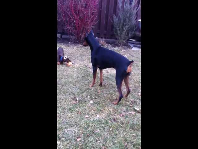 Funny Doberman punch