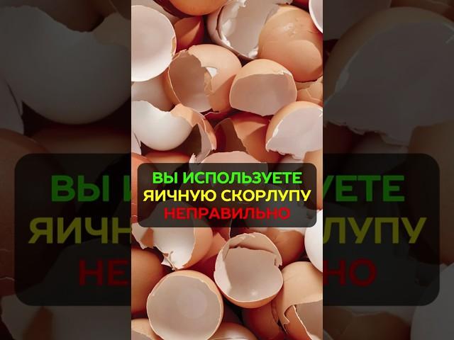 Лучшая подкормка для растений: яичная скорлупа #урожай #огород #яичнаяскорлупа #подкормка #удобрение