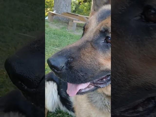 #dogi#