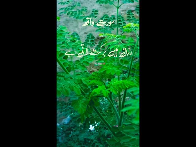 AL Quran New Islamic tik tok video  #shorts #islam #tiktok