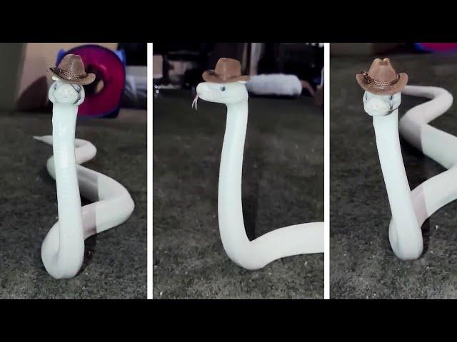 #17 Die besten Videos 2025 ||  Stern DuTube