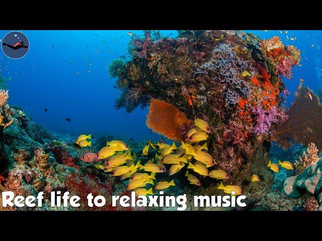 Reef Life to Relaxing Music