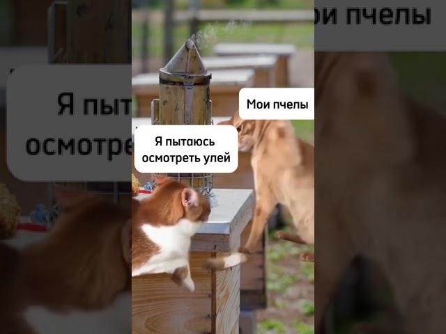 Приходите на бесплатный МК "Простой старт в пчеловодстве"  #пчеловодство#пчеловод